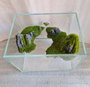 Small Fish Tank + Sky City Suspended Coral & Rock Landscape Glass Aquarium - 6L