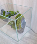 Small Fish Tank + Sky City Suspended Coral & Rock Landscape Glass Aquarium - 6L